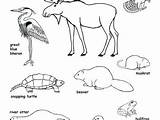 Coloring Muskrat Getdrawings Forest Getcolorings Animals Pages Color sketch template