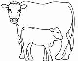 Cow Calf Coloring Pages Drawing Cows Kids Outline Printable Fat Color Drawings Sketch Calves Bull Getdrawings Paintingvalley Farm Print Getcolorings sketch template
