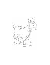 Coloring Lambkin Calf Giraffe Tall sketch template