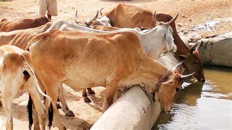Ahmedabad Man Arrested For Having Unnatural Sex With Cow