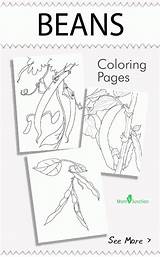 Coloring Beans Green Pages Comments Library Clipart Popular Coloringhome Arthritis sketch template