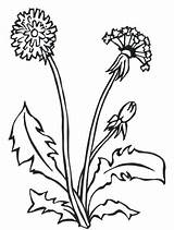 Dandelion Coloring Flower Drawing Color Pages Getcolorings Printable Getdrawings 516px 22kb sketch template