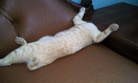 headless cat radhi s blog