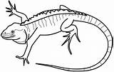 Iguana Coloring Pages Printable sketch template