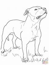 Terrier Bull Staffordshire Coloring Pages Dog Printable Drawing Colouring Print Boston Pit Supercoloring Color Colour Pitbull Australian Russell Jack Terriers sketch template