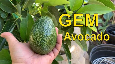 San Diego Gem Avocado Tree Harvest Youtube