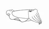 Cuttlefish Drawing Coloring Template Sketch Pages sketch template