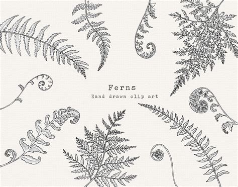 fern clipart hand drawn fern  art black  white etsy