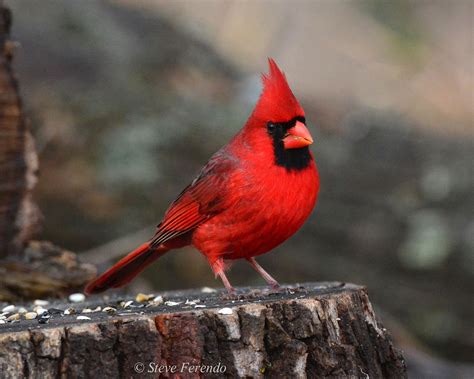 natural world   camera northern cardinals