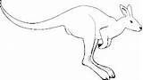 Australian Animals Kangaroos Simple Pages Coloring Squidoo sketch template