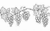 Grapevine Coloring Supercoloring Categories Grapes sketch template