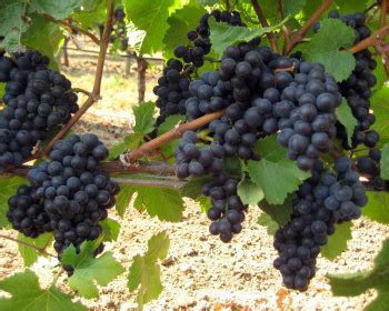 vineyard  sale willamette valley oregon home farm  grape vineyard