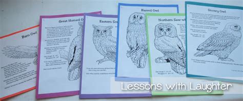 owls lessons  laughter