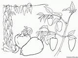 Paprika Verduras Verdure Colorkid Warzywa Bulgarian Pepe Bulgaro Kolorowanki Búlgara Coloriages Colorir Pimenta Malvorlagen Bulgare Poivre Ausmalbild Pieprz Pimienta sketch template