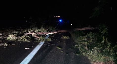 crolla un albero sull autostrada schiacciato un furgone e un auto della polizia