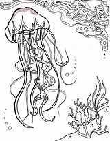 Aquatic Coloring Pages Jellyfish Getcolorings Ocean Printable Color sketch template