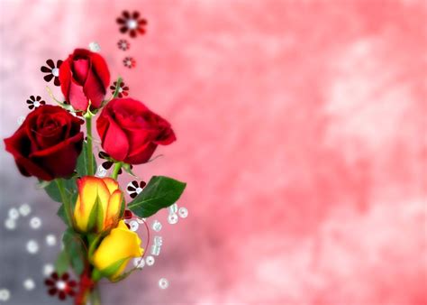 Roses Flower Nature Red Flowers Hd Wallpapers 1080p
