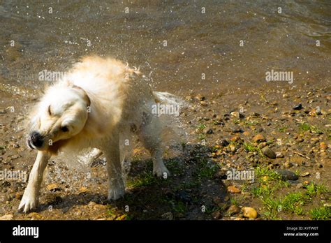 A Playful Young Golden Retriever Shakes The Water Off On The River Bank