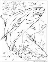 Coloring Hai Squalo Shark Geographic Ausmalbild Insegnante Tiburon Kostenlos Rekiny Rekin Colorare Escuela Kolorowanki Coloringhome Immagine Kolorowanka Natgeofe Sharks Paginas sketch template
