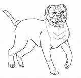 Kleurplaat Americano Engelse Supercoloring Bulldogs Pet sketch template
