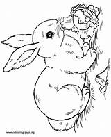 Bunny Coloring Rabbit Pages Color Print Kids sketch template