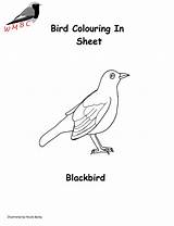 Resources Blackbird Colouring sketch template