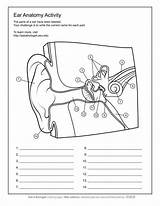 Ear Anatomy Labeled Biologist Askabiologist sketch template