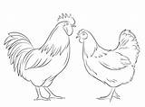 Rooster Hen Chicken Coloring Pages Drawing Supercoloring Printable Painting sketch template