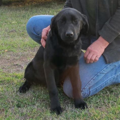 Woods Ferry Labrador Great News We Will Be Having All Colors Lab