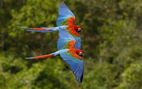 agreement strengthens conservation   red macaw  mexico  yucatan times