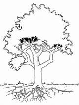 Tree Coloring Pages Roots Kids Ume Colouring Trees Stands Seen Detail Getdrawings Kleurplaten sketch template