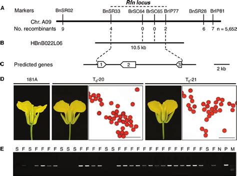 map based cloning of the rfn gene for nap cms in brassica napus a