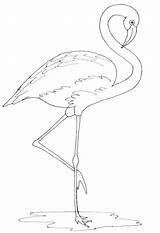 Flamingos Flamant Makkelijk Colorier Bird Dropbox Inspirant Justpaintitblog Leerlo Aves sketch template