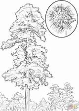 Pine Coloring Tree Pages Drawing Red Trees Cedar Line Printable Cone Clipart Getdrawings Public sketch template