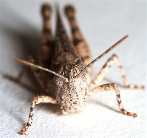 texas spotted range grasshopper bugguidenet