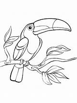 Pages Toucan Coloring Bird Drawing Tucan Color Birds Drawings Printable Outline Draw Realistic Getdrawings Kids Print Easy Animal Mycoloring трафарет sketch template
