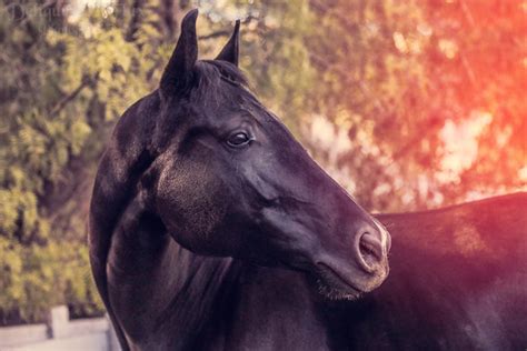 tips   beautiful horse photography