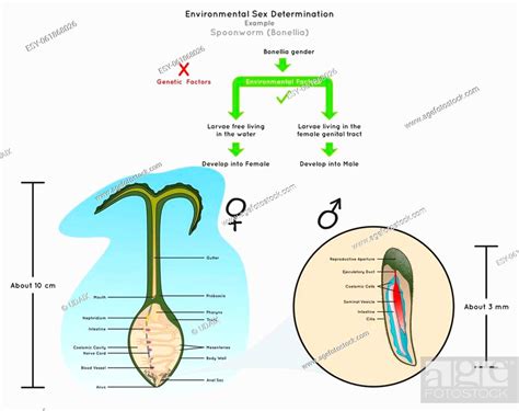 environmental sex determination infographic diagram example green