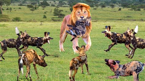lions eat wild dogs