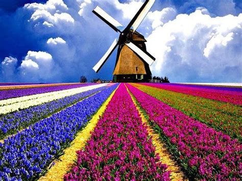 windmill  tulips tulips  windmills pinterest windmills  tulip