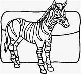 Zebra Coloring Pages Printable Kids Color Print Zebras Baby Clipart Pattern Library Animals Sheets Getcolorings sketch template