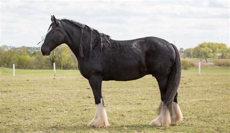 black belgian draft horse