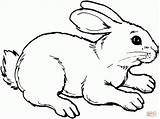 Hase Hasen Ausdrucken Ausmalbild Ausmalen Häschen Kaninchen Tiervorlagen Süße sketch template