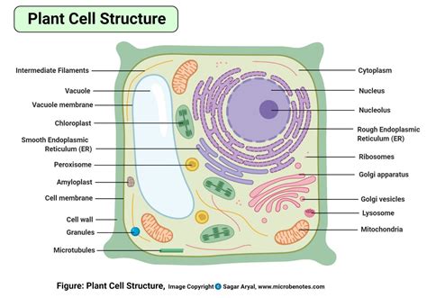 plant cell structure parts functions labeled diagram