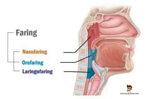 pengertian faring anatomi struktur bagian  fungsi