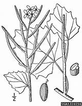 Garlic Mustard Alliaria Britton Flora Illustrated Diagram Adans 1763 Fam Pl Hedge 1913 Northern Vol Graphic Canada States Brown sketch template