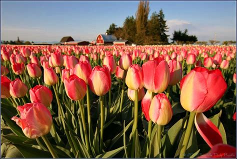 seattle daily photo tulip farm