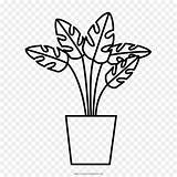 Planta Plante Tanaman Plantas Mewarnai Obat Piante Medicinal Plantes Daun Gras Médicinales Feuille Dibandingkan Lipat Bawang Pflanze sketch template