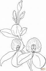 Orchid Coloring Pages Kewensis Disa Color sketch template