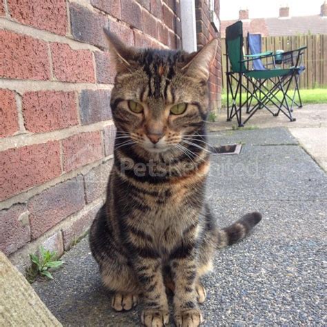 lost cat tortoishell cat called bella salford area greater